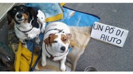 POTENZA: PROPOSTA PER AUMENTARE LOTTA AL RANDAGISMO E VIETARE IL MALTRATTAMENTO DI ANIMALI DOMESTICI